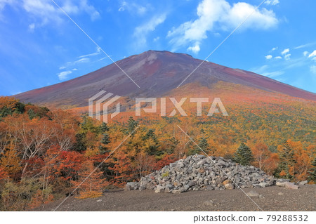 [Yamanashi Prefecture] Red Fuji at the height of yellow leaves as seen from Kofuji 79288532