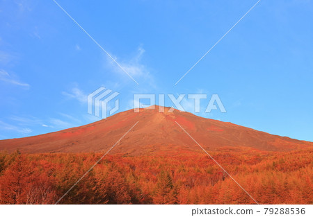 【山梨縣】黃葉高處的紅富士 79288536