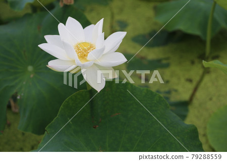 夏日清晨盛開的哈斯花 夏日清晨盛開的哈斯花 79288559