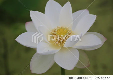 夏日清晨盛開的哈斯花 夏日清晨盛開的哈斯花 79288562