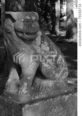 A pair of guardian dogs with a humorous expression installed at a shrine 79288718