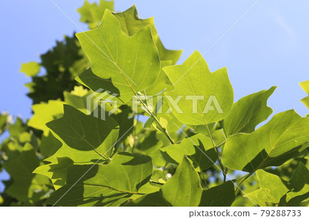 Young leaves of sycamore that shine in the blue sky 79288733