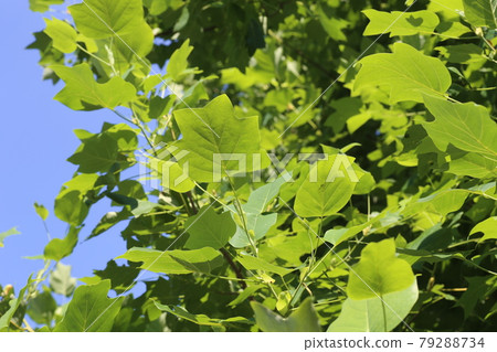 在藍天中閃耀的梧桐幼葉 在藍天中閃耀的梧桐幼葉 79288734