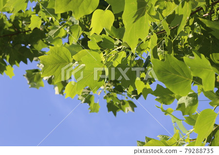 Young leaves of sycamore that shine in the blue sky 79288735