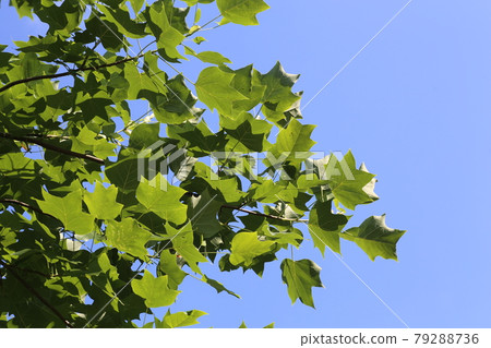 Young leaves of sycamore that shine in the blue sky 79288736