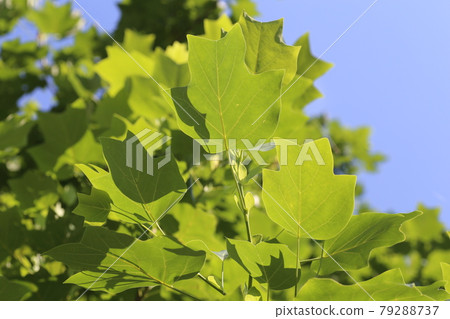 Young leaves of sycamore that shine in the blue sky 79288737