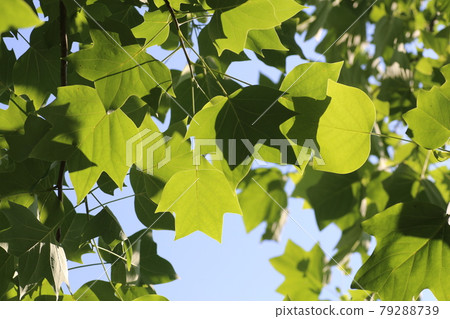 Young leaves of sycamore that shine in the blue sky 79288739
