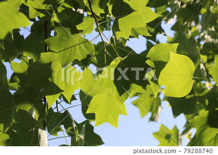 Young leaves of sycamore that shine in the blue sky 79288740