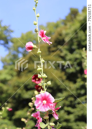 Hollyhock flowers blooming in the garden of a farmhouse, waiting for the end of the rainy season Hollyhock flowers blooming in the garden of a farmhouse, waiting for the end of the rainy season 79288751