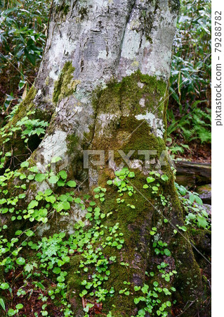 1940 櫸木 1940 櫸木 79288782