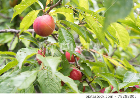Tokushima plums Tokushima plums 79288803