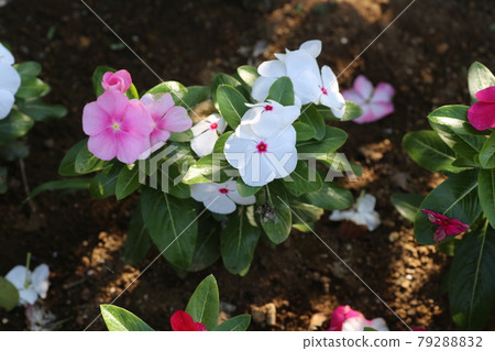 在公園的花壇種植的馬達加斯加長春花 79288832