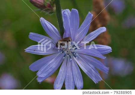 Chicory flowers and bees Chicory flowers and bees 79288905