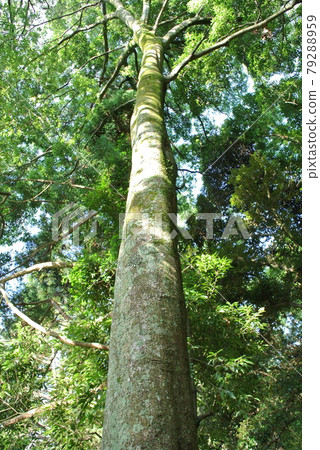 大白橡樹 79288959