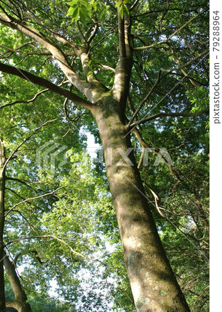 Large tree of white oak 79288964