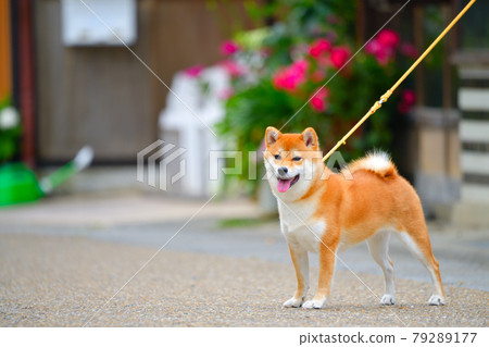 Shiba Inu 79289177
