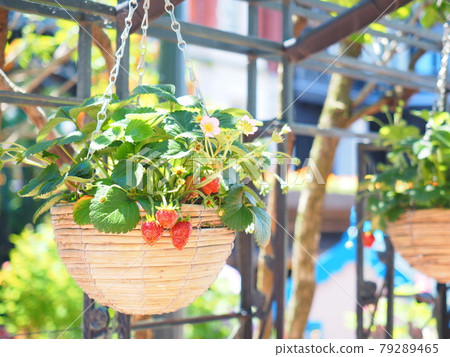Shiroi Koibito Park Strawberry Planter Hanking 79289465