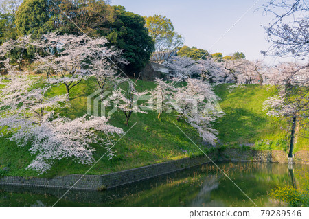 [盛開：千鳥淵的吉野櫻花和多安門] 79289546