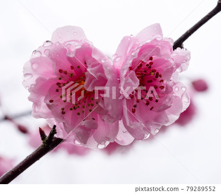 Two plum tree blossoms with rain drops Two plum tree blossoms with rain drops 79289552