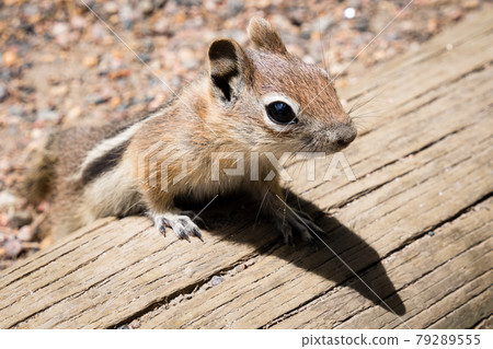 Golden-mantled ground squirrel 79289555