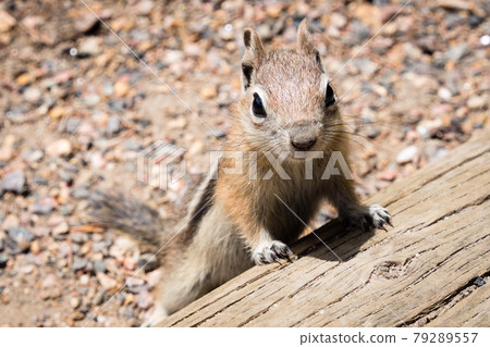 Golden-mantled ground squirrel 79289557