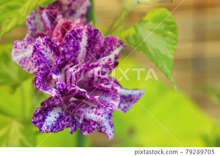 Kakeshibori牡丹綻放,牽牛花花 Kakeshibori牡丹綻放,牽牛花花 79289705