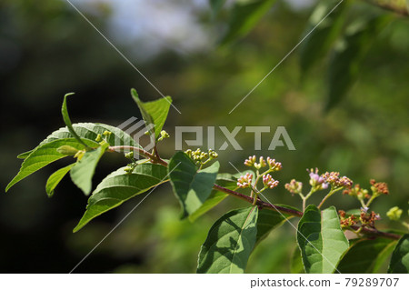 Early amethyst flower buds Early amethyst flower buds 79289707