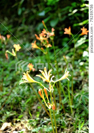 Lycoris sanguinea [Tsukui, Sagamihara City, August] 79289786