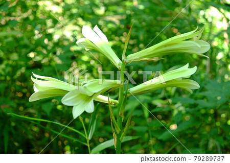 Cardiocrinum cordatum blooming in the mountains [Tsukui, Sagamihara City, August] 79289787