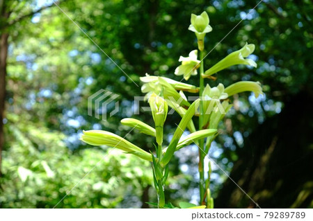 盛開在森林中的心花[8月，相模原市築井市] 79289789