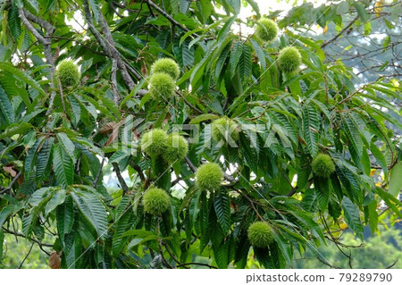 板栗果實[8月相模原市築井市] 79289790