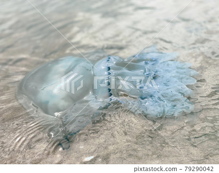 A large jellyfish swims on the seashore on a sunny clear day 79290042