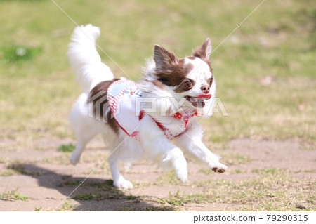 吉娃娃大力奔跑 79290315