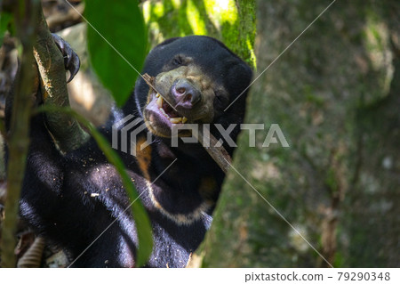 Malaysia, protected animals, sun bears, Malay bears, protected animals, Malay bears, 79290348