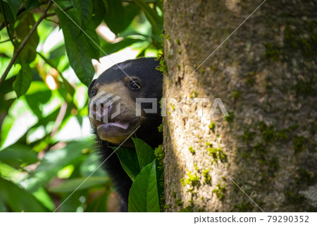 馬來西亞,保育類動物,馬來熊,マレーシア、保護動物、マレーグマ、Malay bears, 馬來西亞,保育類動物,馬來熊,マレーシア、保護動物、マレーグマ、Malay bears, 79290352