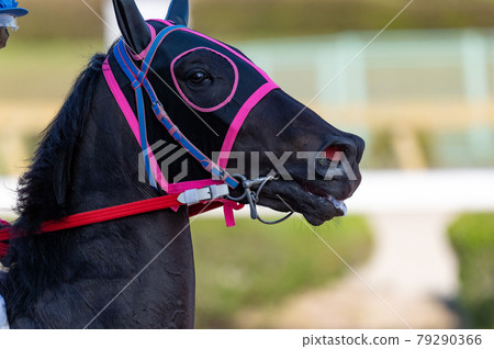 佐賀賽馬 79290366