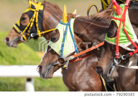 Saga horse racing 79290385