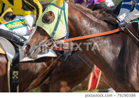 佐賀賽馬 佐賀賽馬 79290386