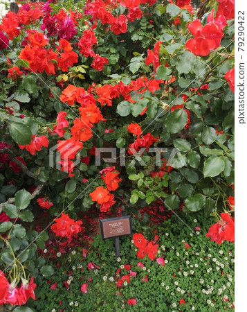 Roses in the rose garden Roses in the rose garden 79290422
