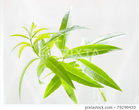 Lemon verbena branch of the best aromatic herb with a lemon-like scent Lemon verbena branch of the best aromatic herb with a lemon-like scent 79290450