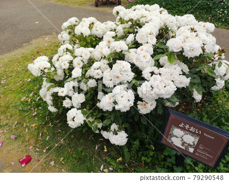 玫瑰園裡的玫瑰 玫瑰園裡的玫瑰 79290548