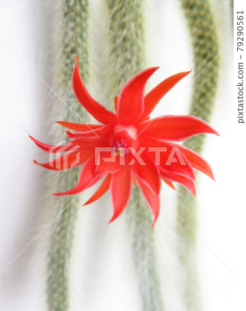 Hilde Winter Terra Corade Mononis 79290561
