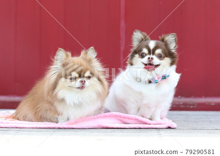 奇瓦瓦姐妹排成一排 奇瓦瓦姐妹排成一排 79290581