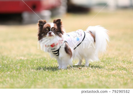 奇瓦瓦狗看著主人 79290582