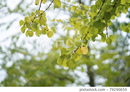 Katsura's autumn leaves Katsura's autumn leaves 79290650