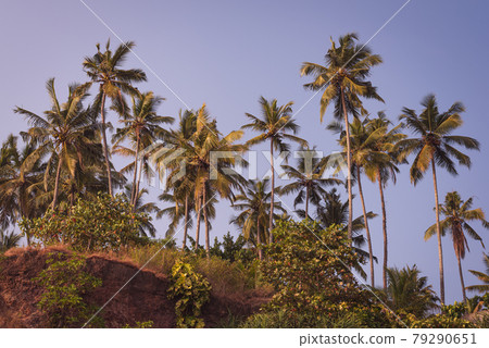 Coconut trees growng on a cliff. The coastline of Varkala, Kerala, India Coconut trees growng on a cliff. The coastline of Varkala, Kerala, India 79290651