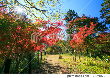 埼玉縣嵐山町武藏的小京都嵐山溪谷秋葉 埼玉縣嵐山町武藏的小京都嵐山溪谷秋葉 79290728