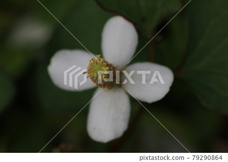 One white flower of Houttuynia cordata 79290864