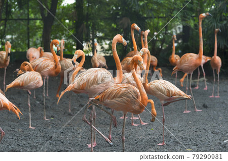 Group of pink flamingos at the zoo Group of pink flamingos at the zoo 79290981