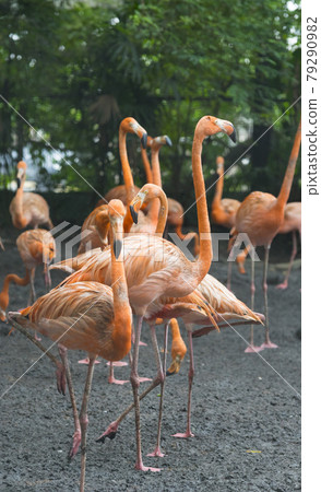 Group of pink flamingos at the zoo Group of pink flamingos at the zoo 79290982